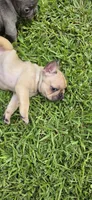Jane, a female French Bulldog for sale in Monticello, MS – 4 of 4