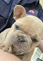 Lily, a female French Bulldog for sale in Monticello, MS – 3 of 9