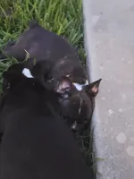 Happy, a female French Bulldog for sale in Monticello, MS – 2 of 4
