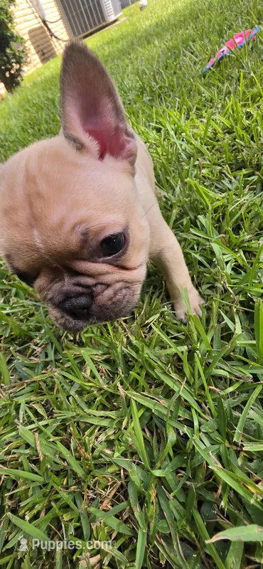 Junior  – French Bulldog puppy for sale in Monticello, MS