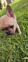 Junior , a male French Bulldog for sale in Monticello, MS – 1 of 5