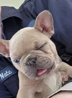 Lily, a female French Bulldog for sale in Monticello, MS – 2 of 9