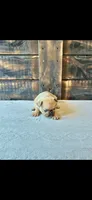 Jane, a female French Bulldog for sale in Monticello, MS – 2 of 4