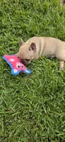 Junior , a male French Bulldog for sale in Monticello, MS – 4 of 5
