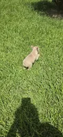 Lily, a female French Bulldog for sale in Monticello, MS – 8 of 9