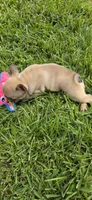 Junior , a male French Bulldog for sale in Monticello, MS – 3 of 5