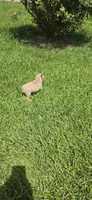 Lily, a female French Bulldog for sale in Monticello, MS – 6 of 9