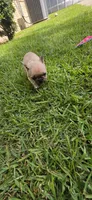 Junior , a male French Bulldog for sale in Monticello, MS – 2 of 5