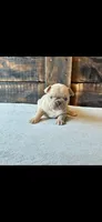 Lily, a female French Bulldog for sale in Monticello, MS – 5 of 9