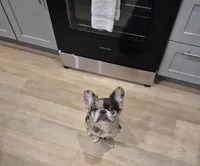 Astro ( SCAMMERS WILL BE REPORTED) SBO!, a male French Bulldog for sale in Burleson, TX – 5 of 9