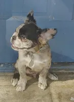 Astro ( SCAMMERS WILL BE REPORTED) SBO!, a male French Bulldog for sale in Burleson, TX – 9 of 9