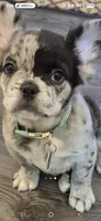 Astro ( SCAMMERS WILL BE REPORTED) SBO!, a male French Bulldog for sale in Burleson, TX – 4 of 9