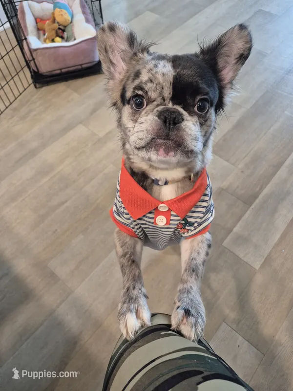 Astro ( Serious Buyers Only) – French Bulldog puppy for sale in Burleson, TX
