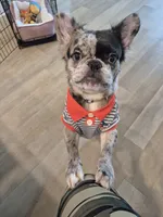 Astro ( SCAMMERS WILL BE REPORTED) SBO!, a male French Bulldog for sale in Burleson, TX – 1 of 9