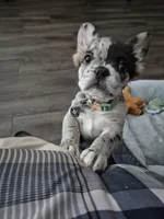 Astro ( SCAMMERS WILL BE REPORTED) SBO!, a male French Bulldog for sale in Burleson, TX – 3 of 9
