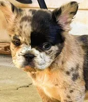 Astro ( SCAMMERS WILL BE REPORTED) SBO!, a male French Bulldog for sale in Burleson, TX – 8 of 9