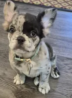 Astro ( SCAMMERS WILL BE REPORTED) SBO!, a male French Bulldog for sale in Burleson, TX – 7 of 9