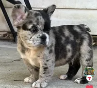 Astro ( SCAMMERS WILL BE REPORTED) SBO!, a male French Bulldog for sale in Burleson, TX – 6 of 9