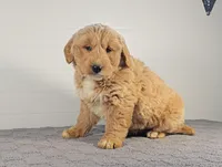 Rocky, a male Miniature Goldendoodle for sale in Nappanee, IN – Photo 1 of 3