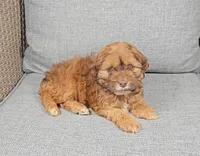 Holly, a female Cockapoo for sale in Nappanee, IN – Photo 2 of 5