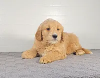 Rex, a male Miniature Goldendoodle for sale in Nappanee, IN – Photo 1 of 4