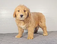 Rex, a male Miniature Goldendoodle for sale in Nappanee, IN – Photo 2 of 4