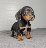 Ace, a male Miniature Dachshund for sale in Nappanee, IN – Photo 2 of 3