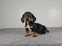Ace, a male Miniature Dachshund for sale in Nappanee, IN – Photo 1 of 3