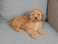Hudson, a male Cockapoo for sale in Nappanee, IN – Photo 1 of 4