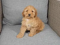 Hudson, a male Cockapoo for sale in Nappanee, IN – Photo 2 of 4