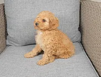 Hudson, a male Cockapoo for sale in Nappanee, IN – Photo 3 of 4