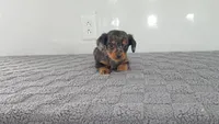 ASHER, a male Miniature Dachshund for sale in Nappanee, IN – Photo 1 of 3