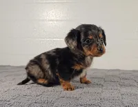 ASHER, a male Miniature Dachshund for sale in Nappanee, IN – Photo 2 of 3
