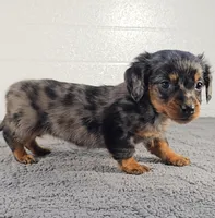 AMBER, a male Miniature Dachshund for sale in Nappanee, IN – Photo 2 of 3