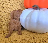 Daisy, a female Poodle - Toy  for sale in Bartlesville, OK – 6 of 7