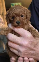 Tinkerbell , a female Poodle - Toy  for sale in Bartlesville, OK – 2 of 3