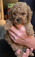 George , a male Poodle - Toy  for sale in Bartlesville, OK – 2 of 3