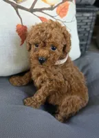 Tinkerbell , a female Poodle - Toy  for sale in Bartlesville, OK – 3 of 3