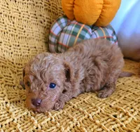 Welsy, a male Poodle - Toy  for sale in Bartlesville, OK – 3 of 5