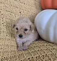 Bentley, a male Poodle - Toy  for sale in Bartlesville, OK – 3 of 5