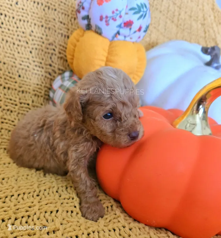 Welsy – Poodle - Toy  puppy for sale in Bartlesville, OK