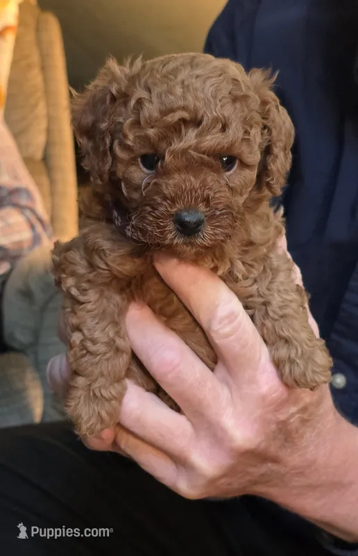 Daisy – Poodle - Toy  puppy for sale in Bartlesville, OK