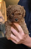 Daisy, a female Poodle - Toy  for sale in Bartlesville, OK – 1 of 3