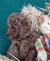 Bobby, a male Poodle - Toy  for sale in Bartlesville, OK – 2 of 3
