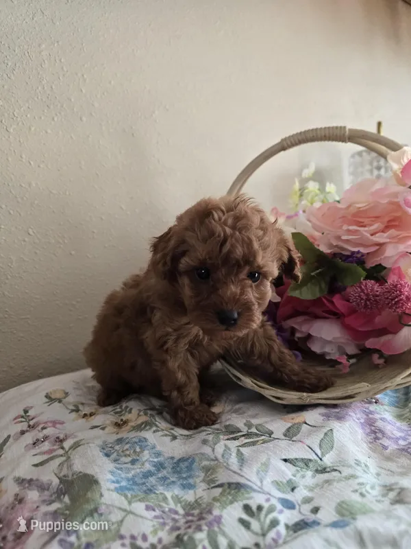 Princess  – Poodle - Toy  puppy for sale in Bartlesville, OK