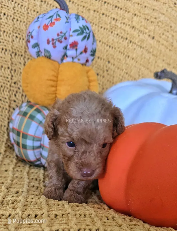 Daisy – Poodle - Toy  puppy for sale in Bartlesville, OK