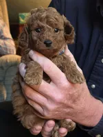 Bobby, a male Poodle - Toy  for sale in Bartlesville, OK – 1 of 3
