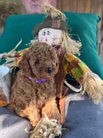 Daisy, a female Poodle - Toy  for sale in Bartlesville, OK – 3 of 3