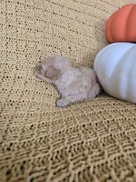 Bentley, a male Poodle - Toy  for sale in Bartlesville, OK – 5 of 5