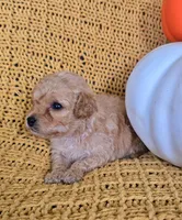 Bentley, a male Poodle - Toy  for sale in Bartlesville, OK – 2 of 5